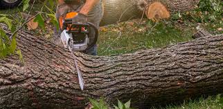 Best Tree Preservation Services  in Kings Park West, VA