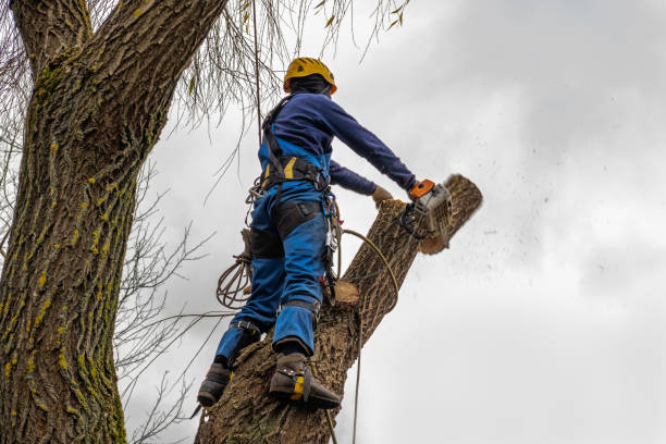 Best Fruit Tree Pruning  in Kings Park West, VA